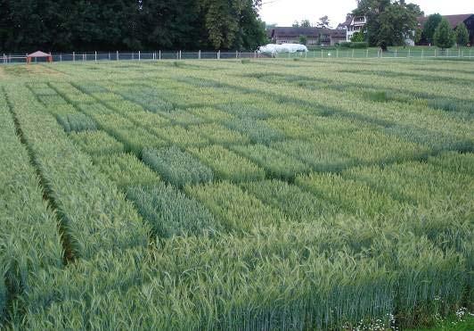 Agronomically relevant resistance can only be determined with confidence in the field Establishment of a Protected site for field trials by the Swiss Government and