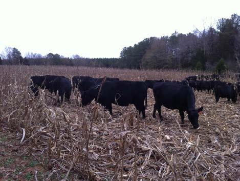 Cover Crops Adding the Livestock Spring Fall Summer