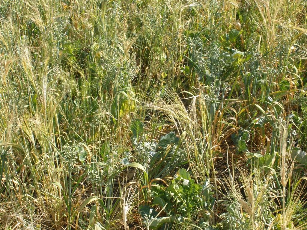 Cover Crop Grazing Forage Quality: Avg.