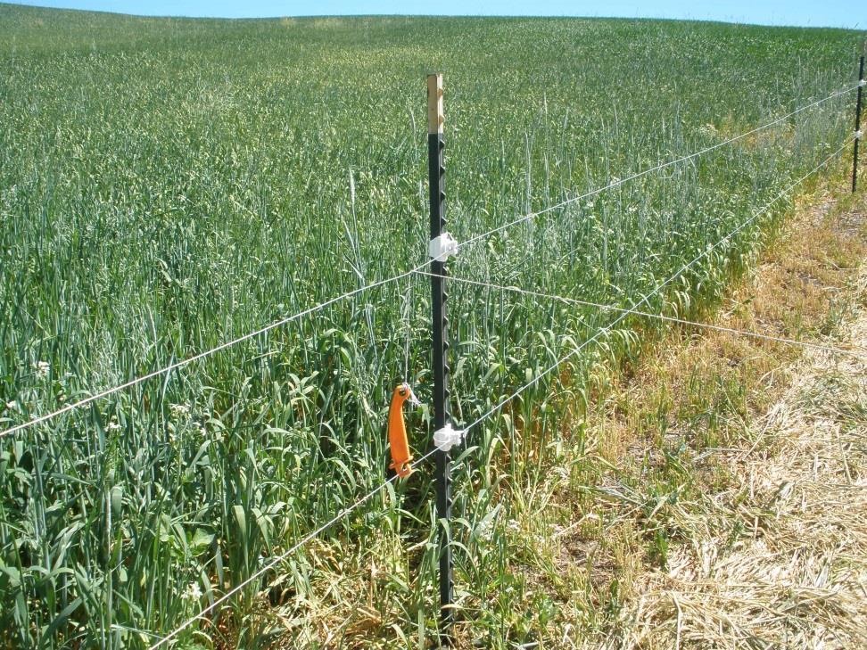 2014 Thompson Farm Cover Crops Estimated net return from grazing cover crops = $300