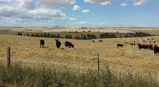 2015 Leitch Farm 75 spayed heifer grazed for 65 days. ADG was 1.