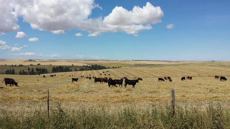 2015 Leitch Farm Paddock grazed and windrow grazed 50 acres for 65 days. Yrlg.
