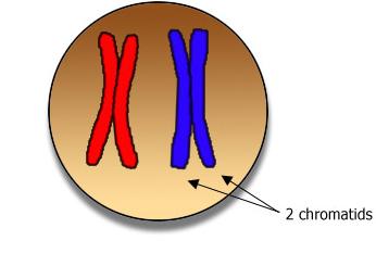 Chromosome Centromeres (hold the identical sister chromatids together making a chromosome) ( sister chromatids)