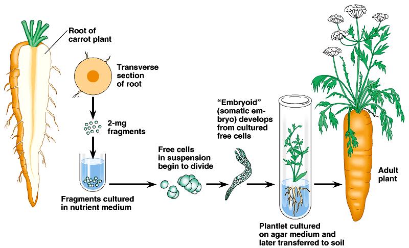 Cloning of Plants Plant cloning Used extensively in