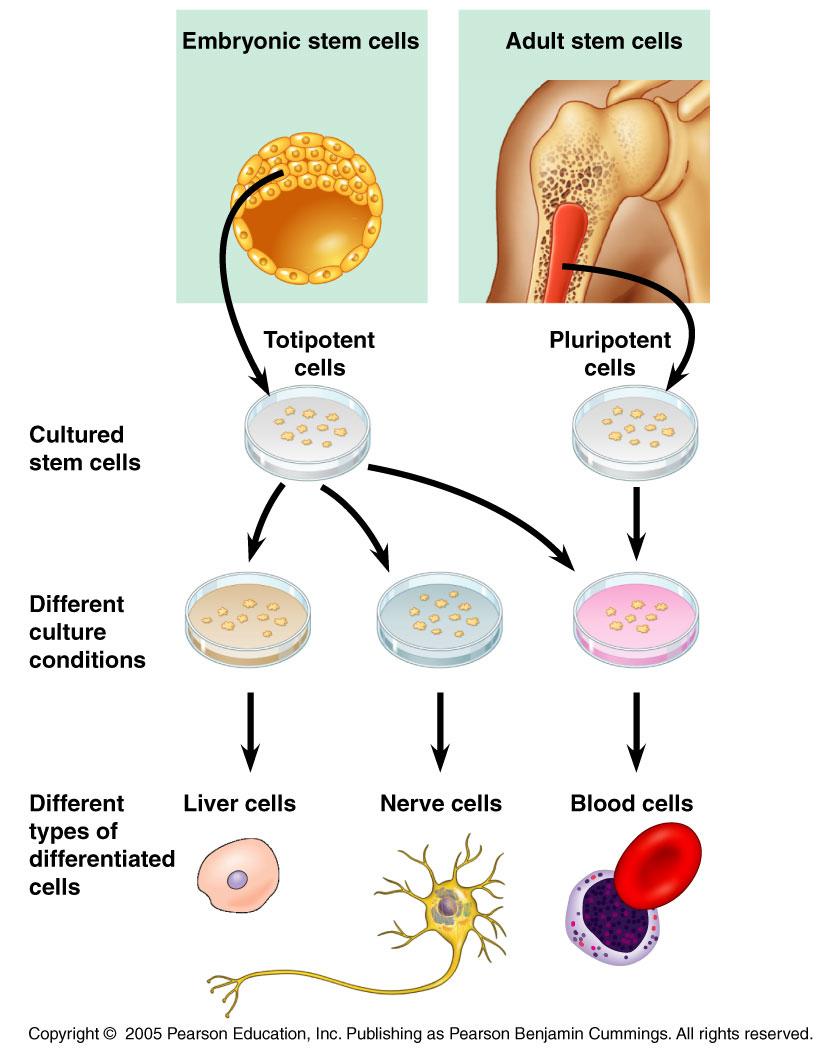 Under the right conditions, cultured stem cells derived from
