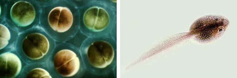 a single-celled zygote of cells Embryonic Development many different types higher-level structures organs
