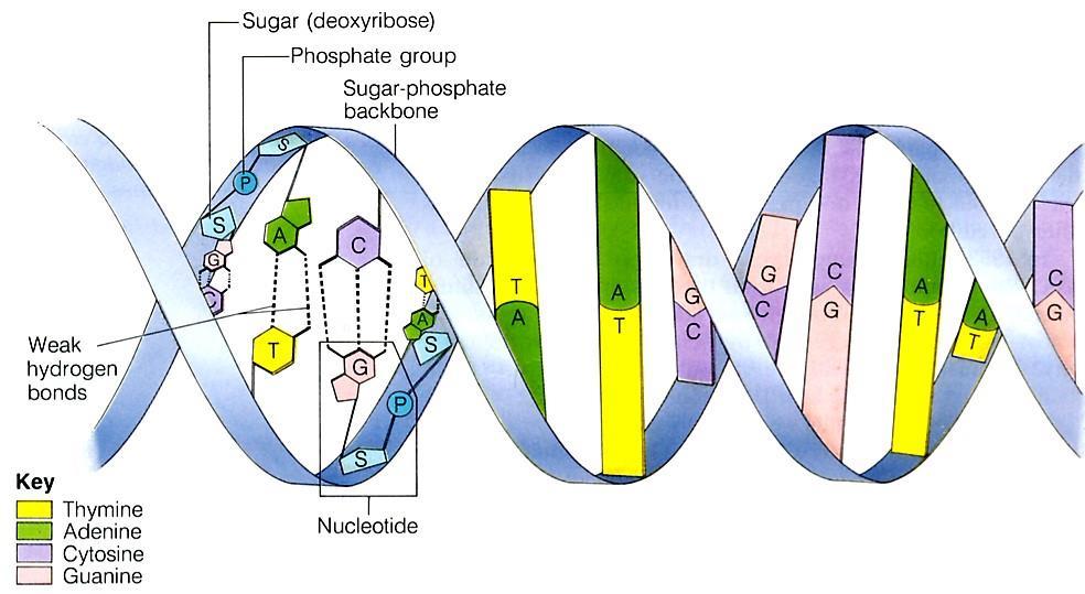 Each nucleotide contains a phosphate group, a sugar (deoxyribose), and 1 of 4 nitrogenous bases (Guanine, Adenine, Cytosine, or Thymine).