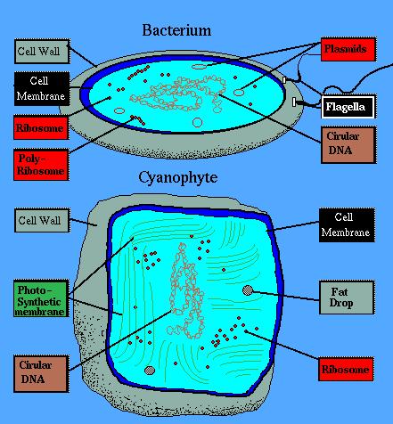 The Cell Eukaryotic cells