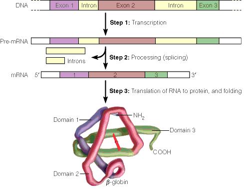 sequences: exons are glued together A snrna complex, the spliceosome,