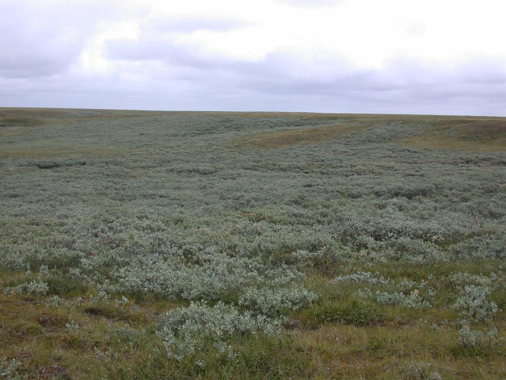 Conclusions - A collection of field locations along a latitudinal gradient in northwestern Siberia, Russia (EAT) was used to evaluate the spatial patterns of vegetation and soils properties along a
