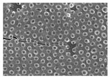 Nanotube-Co-MgO Carbon nanoparticles and