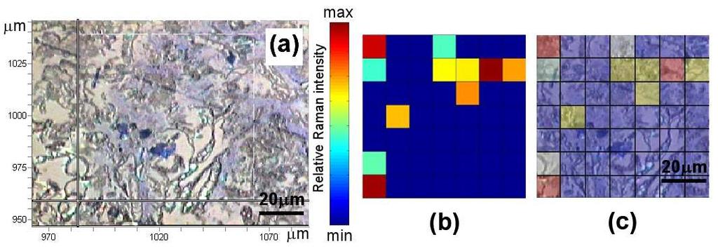 Raman analysis of biological samples Raman cartography at 2675 cm -1 Raman spectroscopy λ = 514 nm (a) Light microscope image of
