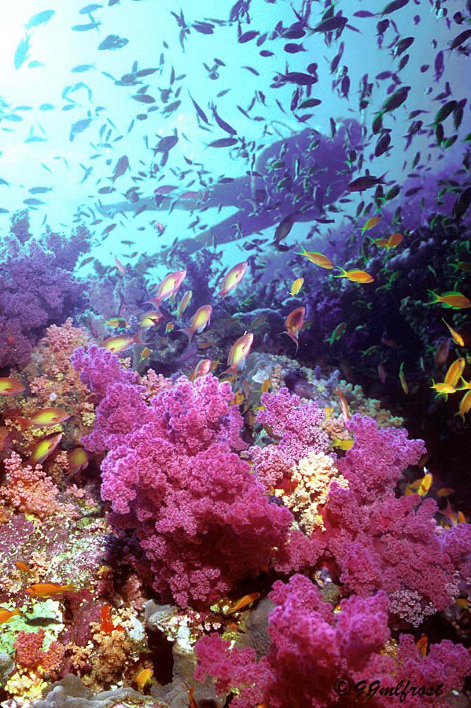 reefs were lost and 20% degraded Flows of biologically