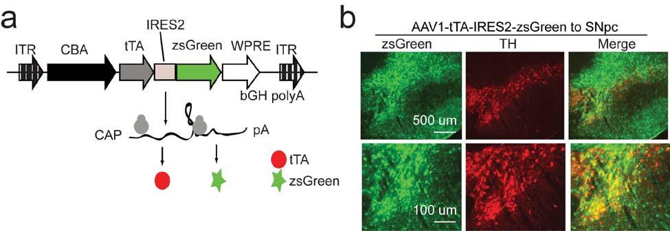 Supplementary Fig. 10 (a) Illustration of the AAV1-tTA-IRES-zsGreen viral construct with DNA elements that express tta and fluorescent reporter zsgreen. CBA, chicken β-actin promoter.