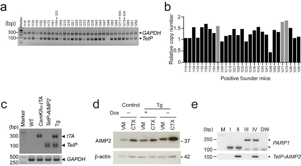 SUPPLEMENTARY FIGURES Supplementary Fig. 1 (a) Representative PCR genotyping of TetP-AIMP2 and GAPDH using tail genomic DNA from founder mice with reduced cycle number for copy number comparison.