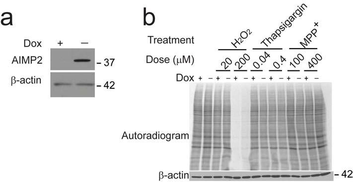 Supplementary Fig. 4 (a) Western blot analysis of AIMP2 induction in tet-off AIMP2-inducible PC12 cell line with removal of doxycycline (Dox ). β-actin serves as a loading control.