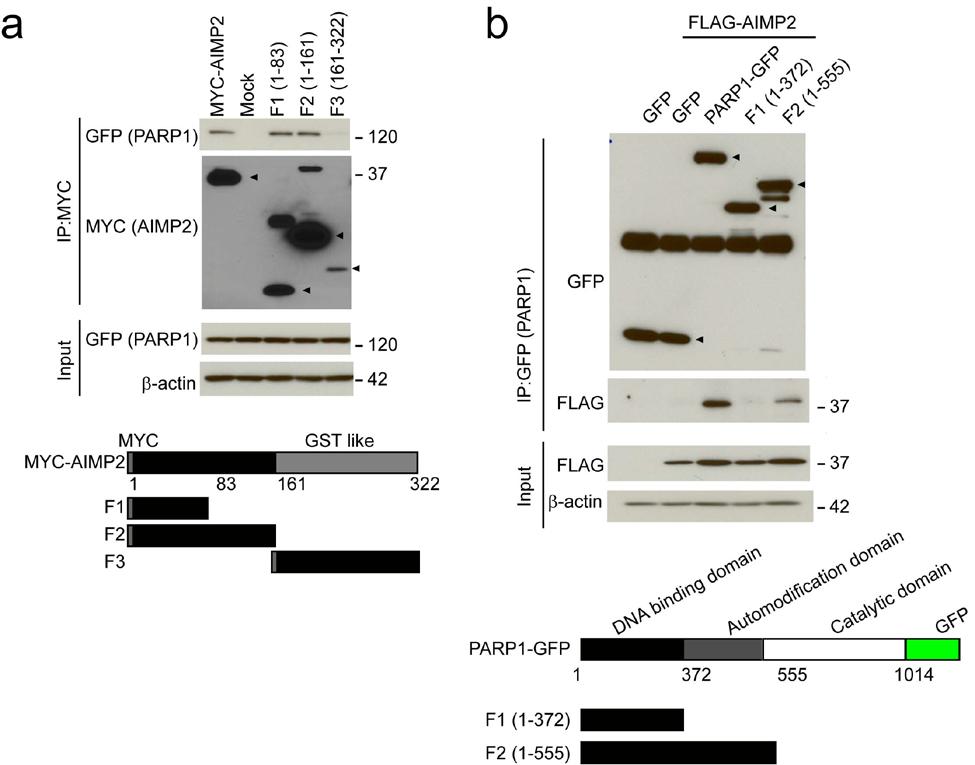 Supplementary Fig. 5 (a) Mapping of AIMP2 protein domains that interact with PARP1.