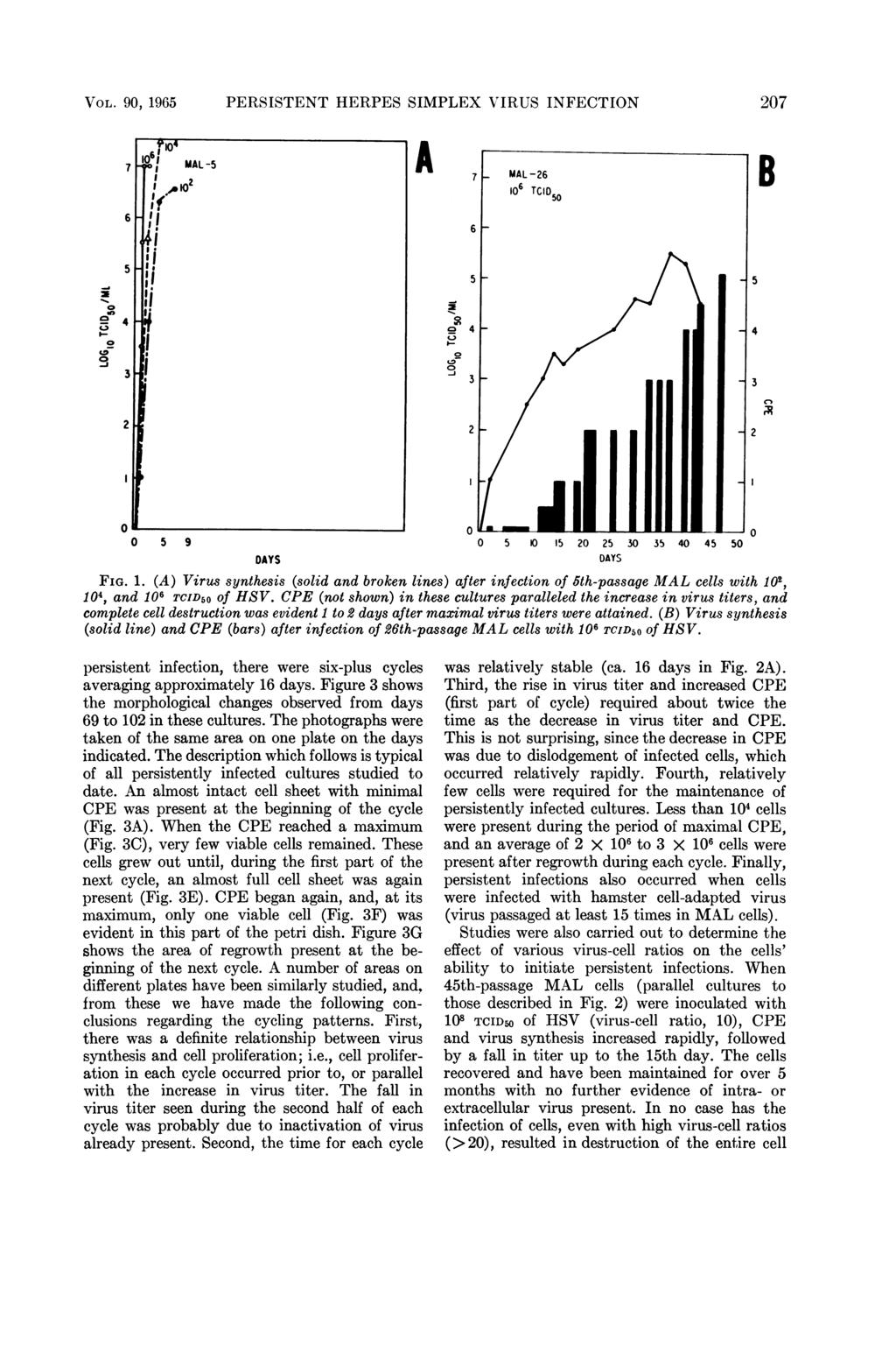 VOL. 90, 1965 PERSISTENT HERPES SIMPLEX VIRUS INFECTION 207 A B a I- C) i 5: e 4 3 0 5 9 0 5 10 15 20 25 30 35 40 45 50 DAYS DAYS FIG. 1. (A) Virus synthesis (solid and broken lines) after infection of 5th-passage MAL cells with 102, 104, and 106 TcID50 of HSV.