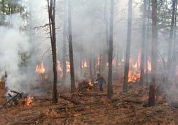 Hand Pile Burning Ignition Piles are constructed Broadcast Underburning Broadcast underburning is a method that allows a prescribed fire to burn in the understory over a designated area within