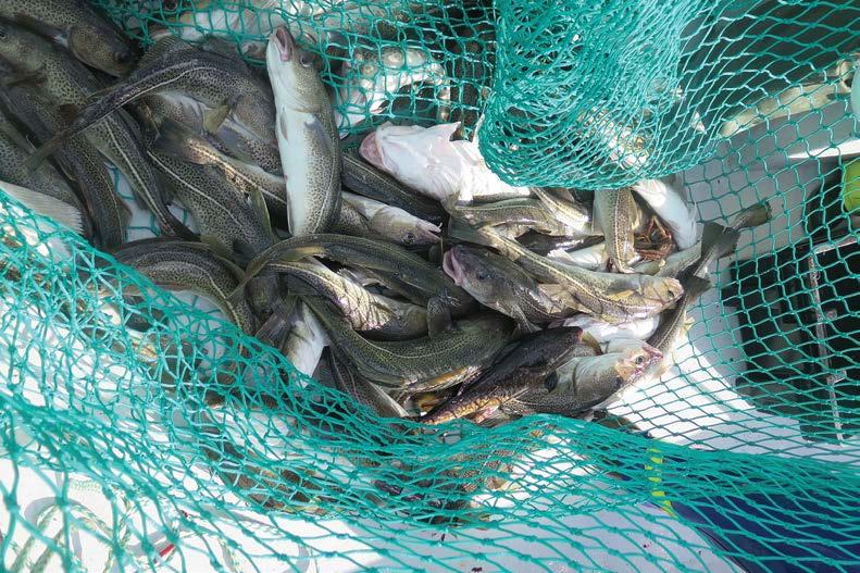 Cod. Courtesy: Department of Fisheries and Land Resources Fishery and Aquaculture The seafood sector consisting of the harvesting and processing of both wild and farmed fisheries is an important part