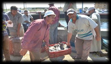 - Egypt is in the second position in Tilapia Aquaculture after China.