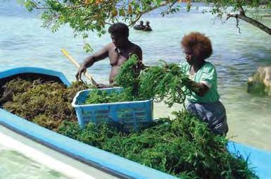Seaweed A new cash crop for the Pacific? Kappaphycus seaweed (trade name cottonii) produces a starchy gel called carrageenan, which is used in the food and pharmaceutical industries.