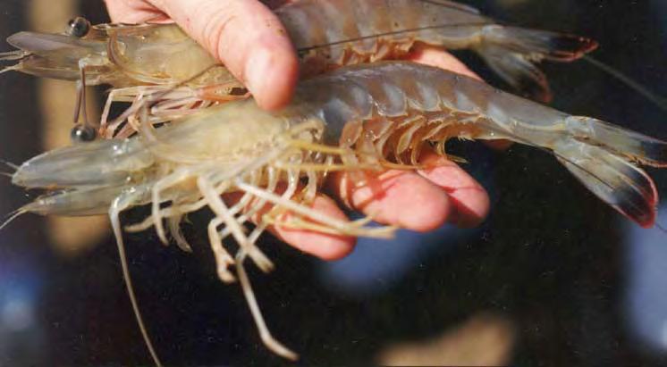 Marine shrimp A reputation for quality and care Within the huge and competitive global trade in farmed shrimp, the succulent blue shrimp from New Caledonia are a remarkable success, commanding top