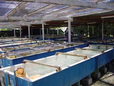 Biosecurity Safeguarding the aquaculture environment to maintain the Pacific s comparative advantage Raising awareness of potential effects of introductions/translocations/exports Impact risk