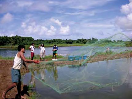 International Agricultural Position Research, villagers to work IFREMER, on Network of Aquaculture Centers for Asia-Pacific, nucleus farms James and establish Cook University, University of Hawaii