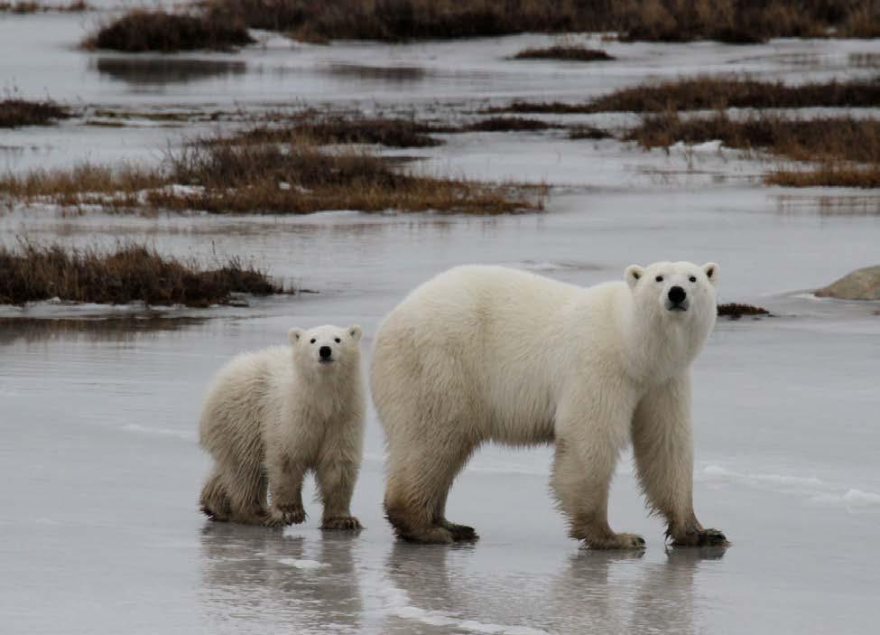 What will kill the last polar bears? 1. Habitat fragmentation? 2.