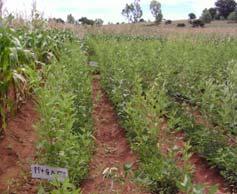 5 tons of new disease resistant-groundnut (peanut) seed 566 farmers with 80 seed banks produced 52 tons of seed Addressing the AEI agenda legume integration examples: Project Best Bet Legumes (LUANR,