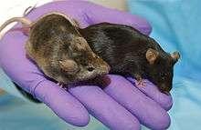 Knock-out mice: These are transgenic animals which are created by inactivating a particular gene coding for a particular trait.
