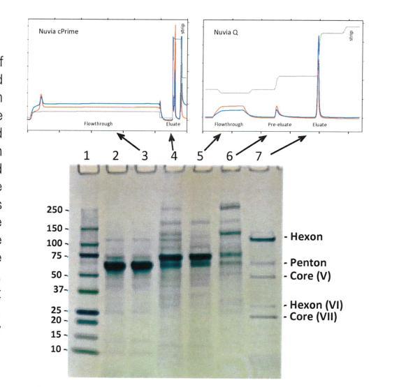 Final process Mixed-mode chromatography Initial capture was accomplished using Nuvia cprime Mixed-Mode Resin (Figure 4).