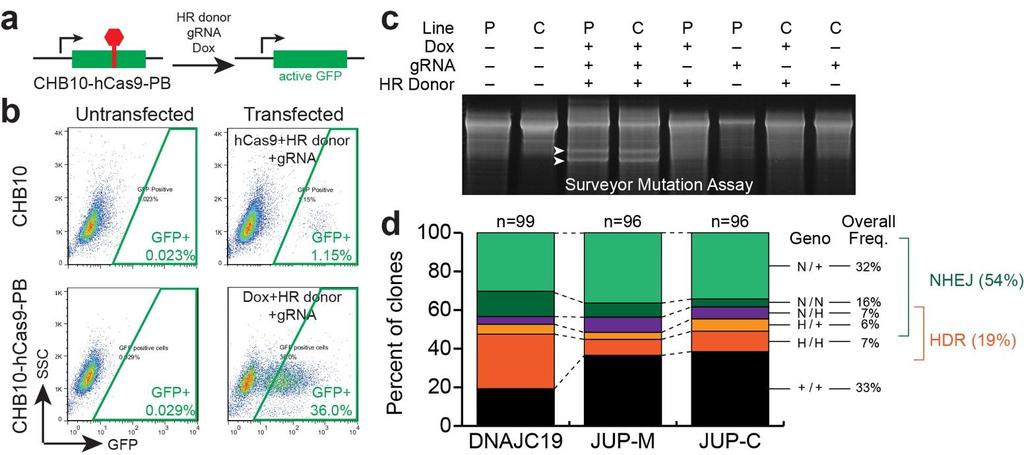 Supplementary Figure 1 Efficient genome editing in human pluripotent stem cells.