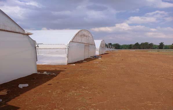 (100% complete) Construction of a 5000 m 2 shade net