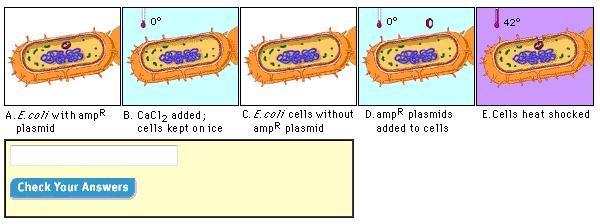 b. In what phase of bacterial growth is it easiest to make cells competent? 7. Read Design of Experiment I. Make notes of some important safety procedures: 8. Read Transformation Procedure.