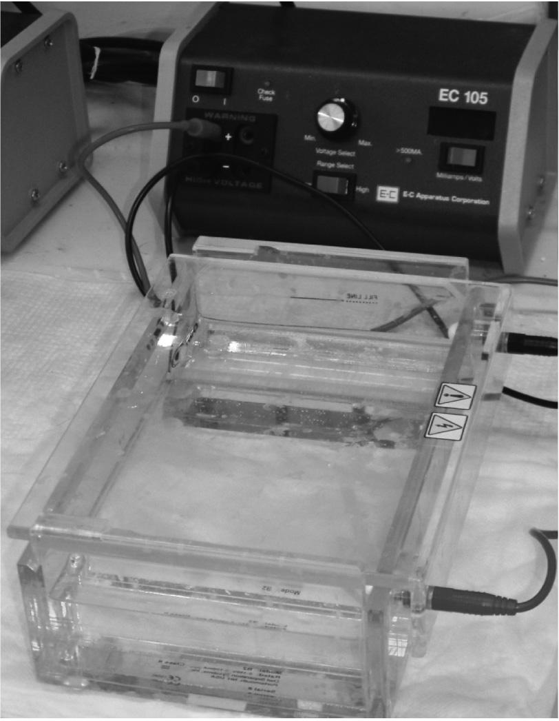 Electrophoresis 6. Pour the gel and leave at room temperature for 45-50 minutes to solidify the gel. 7. Fill the buffer tank with TAE (1X) so that the gel was dipped. 8.