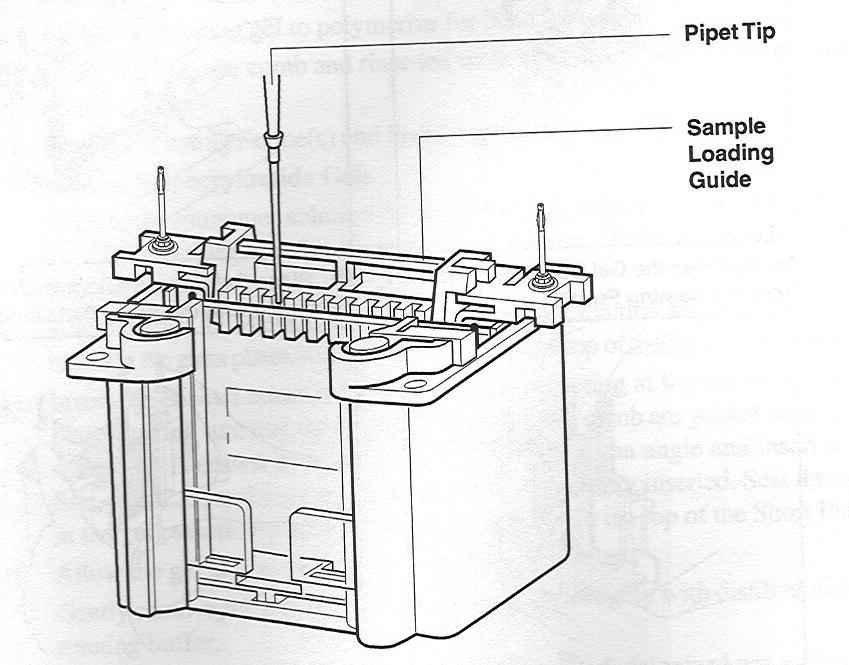 Running the gel electrophoresis Fill the inner chamber with about 125 ml of running buffer until the level of buffer reaches halfway between the tops of the taller and shorter plates of the gel