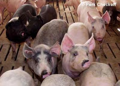 Getting a Grip on Manure Value: Feed Effect We keep getting more efficient at raising pigs.
