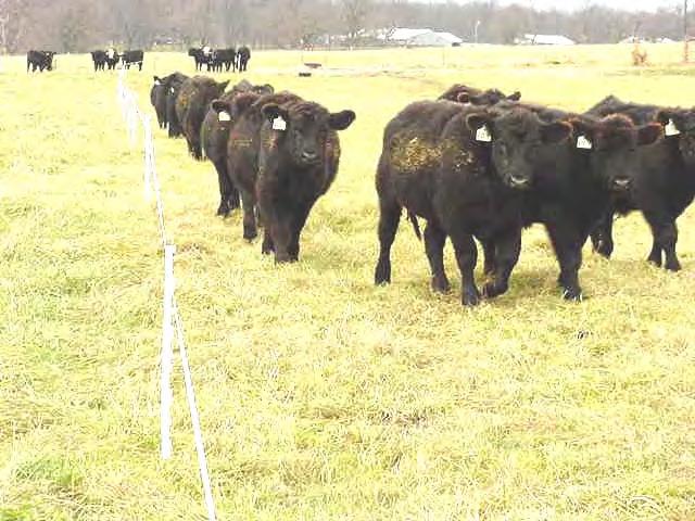 Integrating fertilizer value into feed management decisions. An example: Supplemental feed for beef cattle.