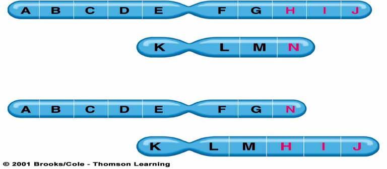 There are 2 types of chromosome mutation: changes in the chromosome structure changes in the chromosome number Chromosome structure mutations