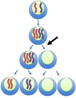 Change in Chromosome Number Mutation can cause the chromosome number to be changed e.g. whole extra sets of chromosomes in the gamete.