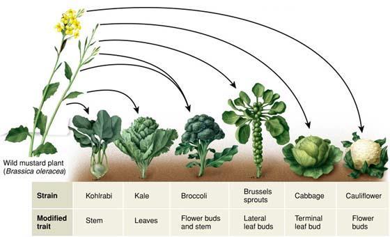 Polyploidy is responsible for the evolution of many of the 'modern and improved' food crops we see today. Polyploidy can be induced in plants using mutatgenic agents such as colchicines.