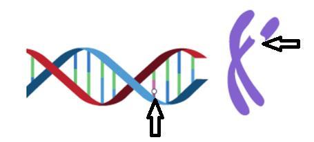 Living cells undergo frequent chemical change especially during replication. Most of these changes are quickly repaired by the cell s DNA machinery. Those that are not result in mutation.