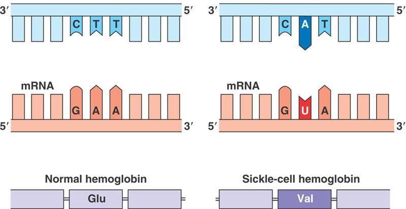 Single Gene Mutations There are different categories of substitution and their names describe the affect they each have on the protein synthesised.
