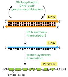 3. DNA RNA protein The flow of genetic information in cells is therefore from DNA to RNA to protein.