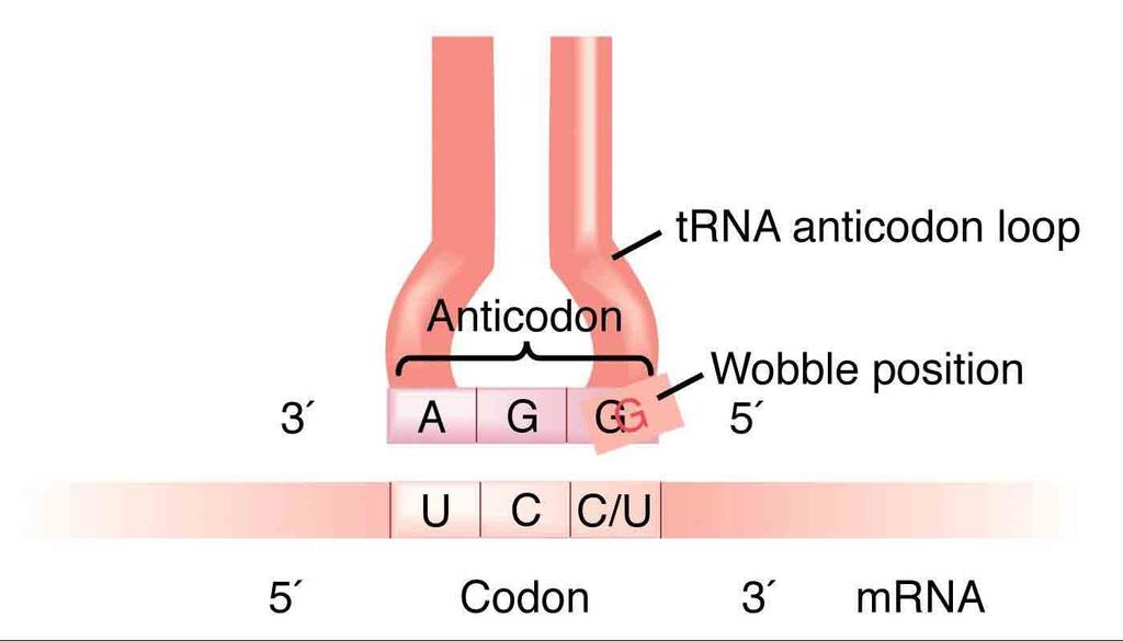 RIBONUCLEIC ACID (RNA) The 3 bases of code are known as
