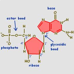 NUCLEOTIDE Formed from a series of condensation reactions having the following characteristics: a) Condensation occurs between sugar & base, & between sugar & phosphate b) The base is always attached