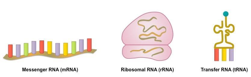 RIBONUCLEIC ACID (RNA) Single-stranded Essential in the process of building proteins from