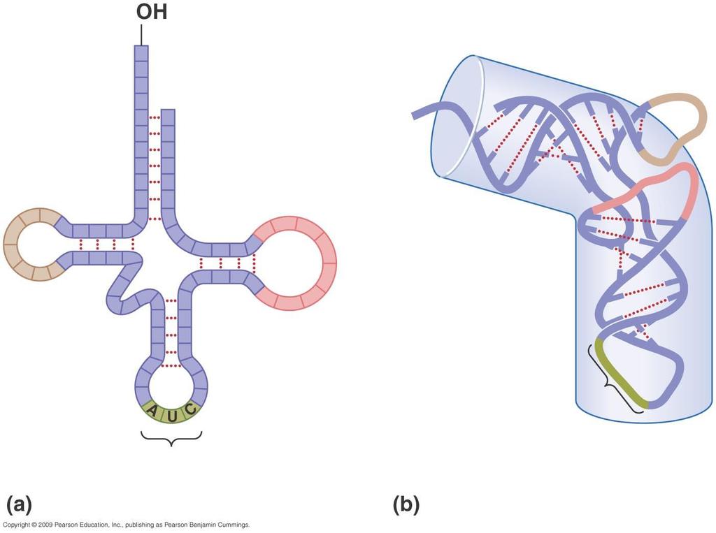 trna Structure & Function Acceptor stem